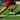 Kbands Optimal Performance Course | 79’s Agility Sprint And Power Shuffle