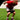 Weight Training Vs Plyometric Training-Ballistic Broad Jumps