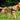 How Many Calories Does Taking Your Dog On A Walk Burn