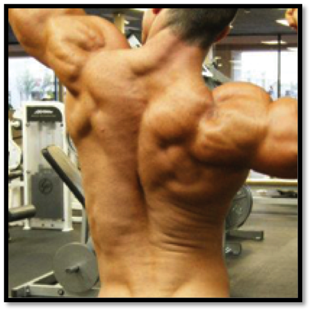 Back Workouts