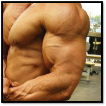 Bicep Workouts